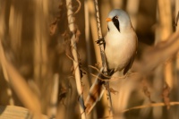 Sykorice vousata - Panurus biarmicus - Bearded Reedling 4021